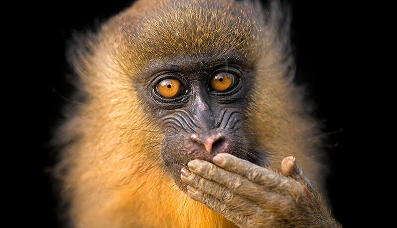 1140-joel-satore-nat-geo-photo-ark-monkey-4.web